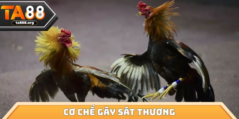 Cơ chế gây sát thương