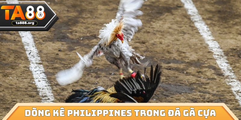 Dòng kê Philippines trong đá gà cựa dao