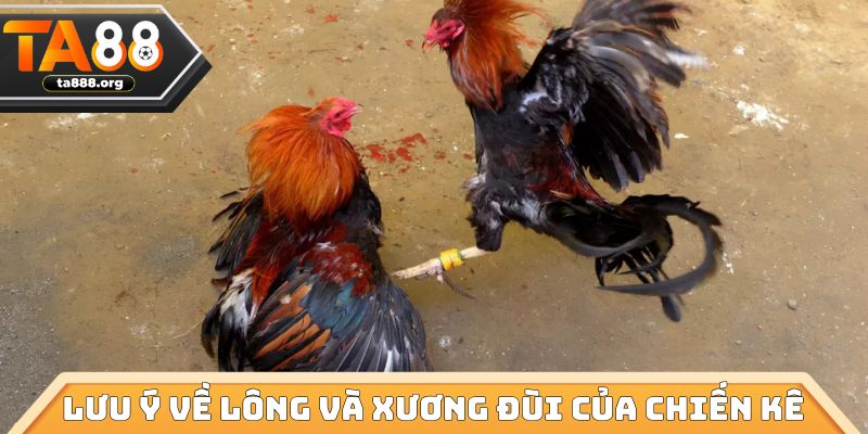 Lưu ý về lông và xương đùi của chiến kê