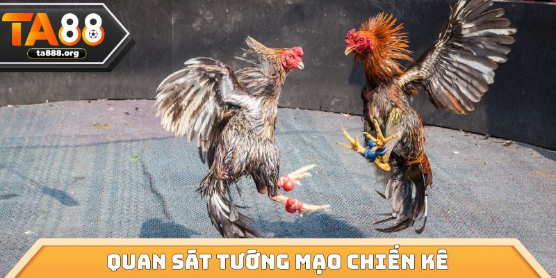 Quan sát tướng mạo chiến kê
