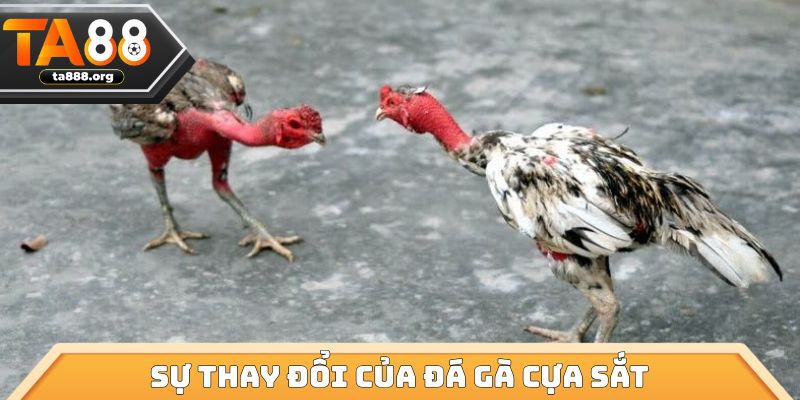 Sự thay đổi của đá gà cựa sắt