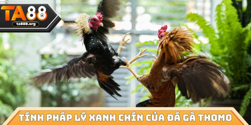 Tính pháp lý xanh chín của đá gà Thomo
